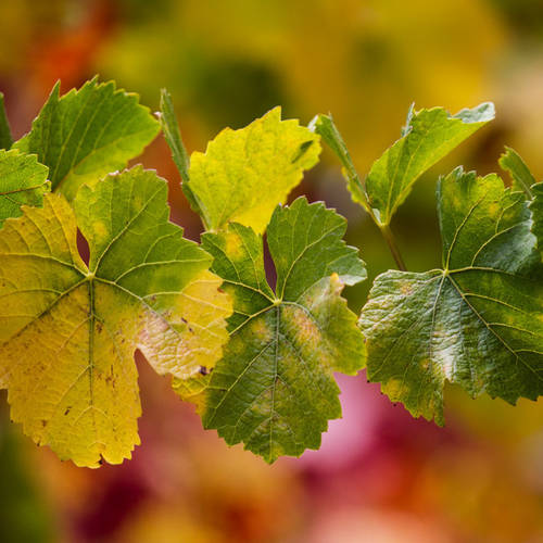 Wine of the Week: Varner Foxglove Chardonnay