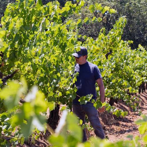 Wine of the Week: Broc Cellars Love Red - Pacific Wines