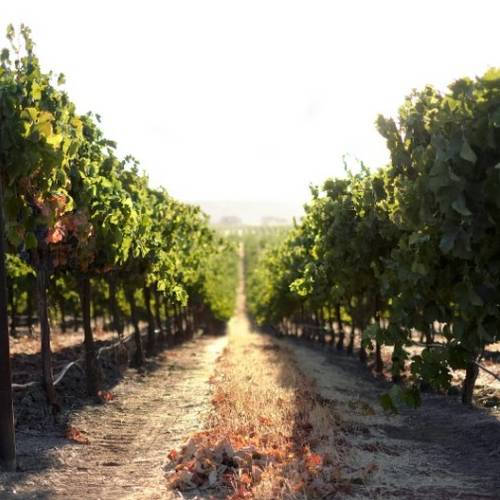 Wine of the Week -  J Lohr Cypress Vineyards Zinfandel 