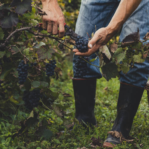 Wine of the Week -  Division Methode Carbonique Pinot Noir