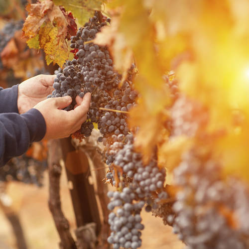 Wine of the Week - Ferrari Carano Merlot 2018