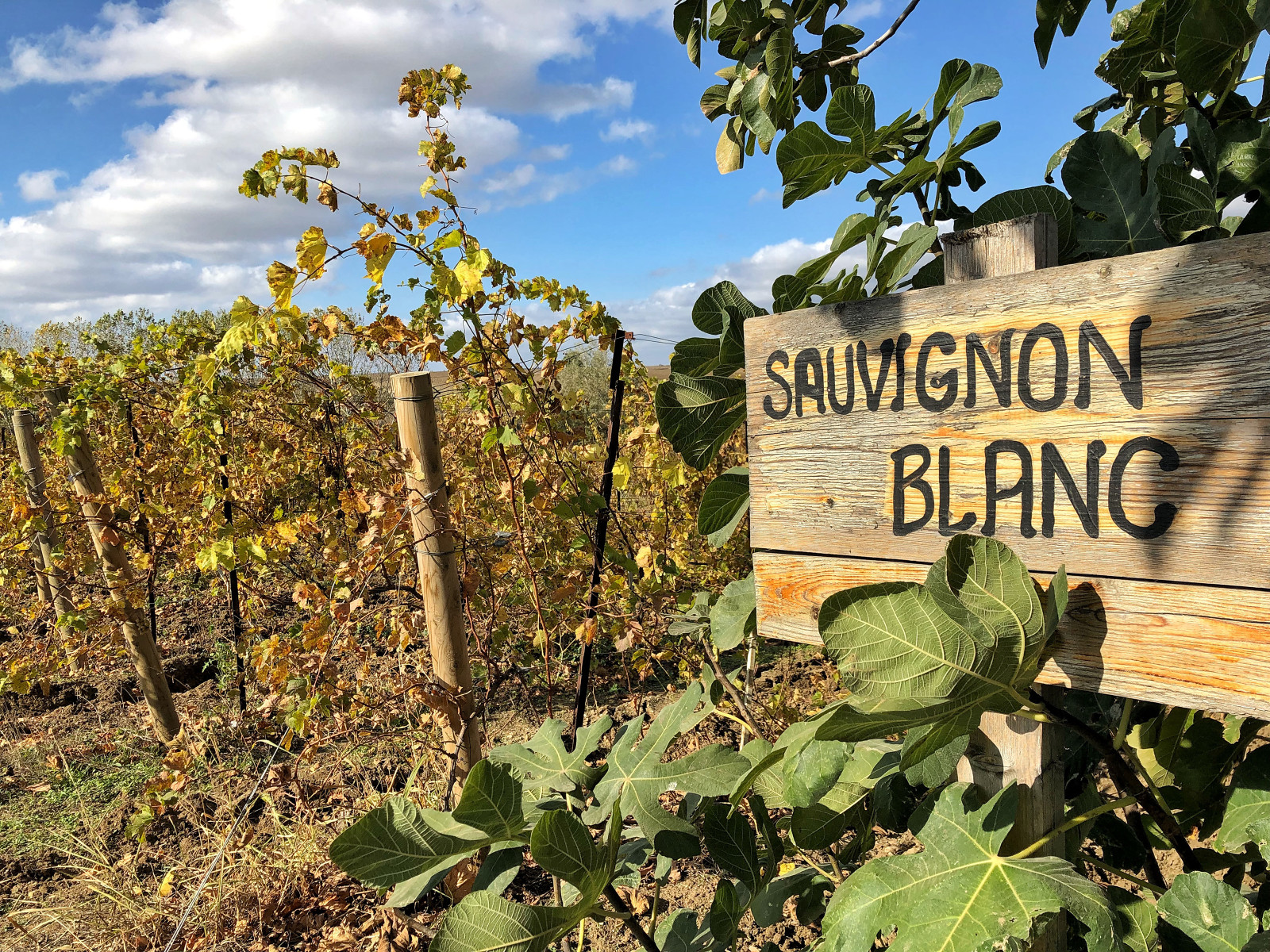 Wine of the Week - Groth Sauvignon Blanc
