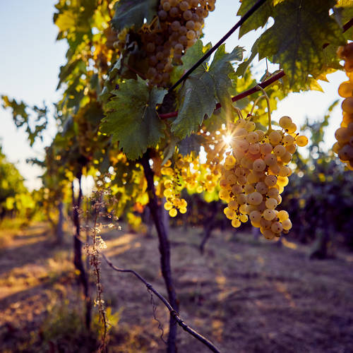 Wine of the Week - Sandhi Central Coast Chardonnay