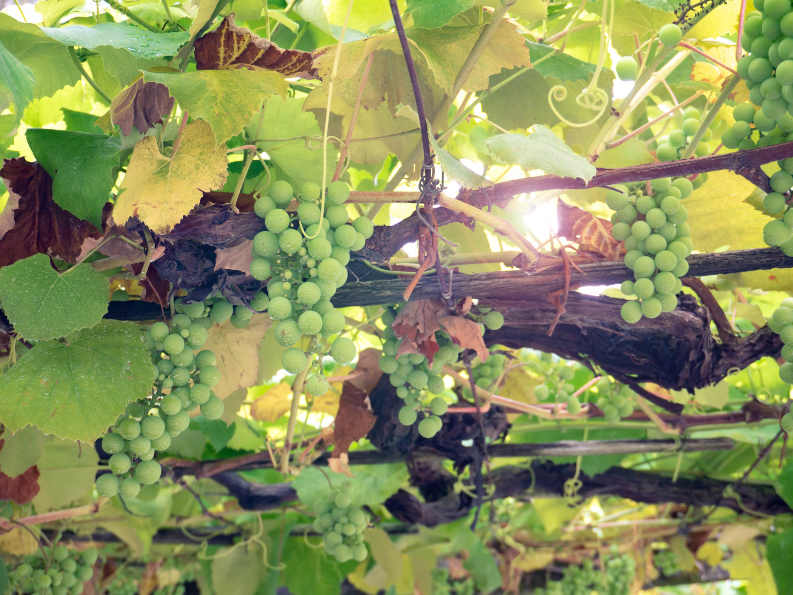 Wine of the Week - Keep Wines Lost Slough Albarino