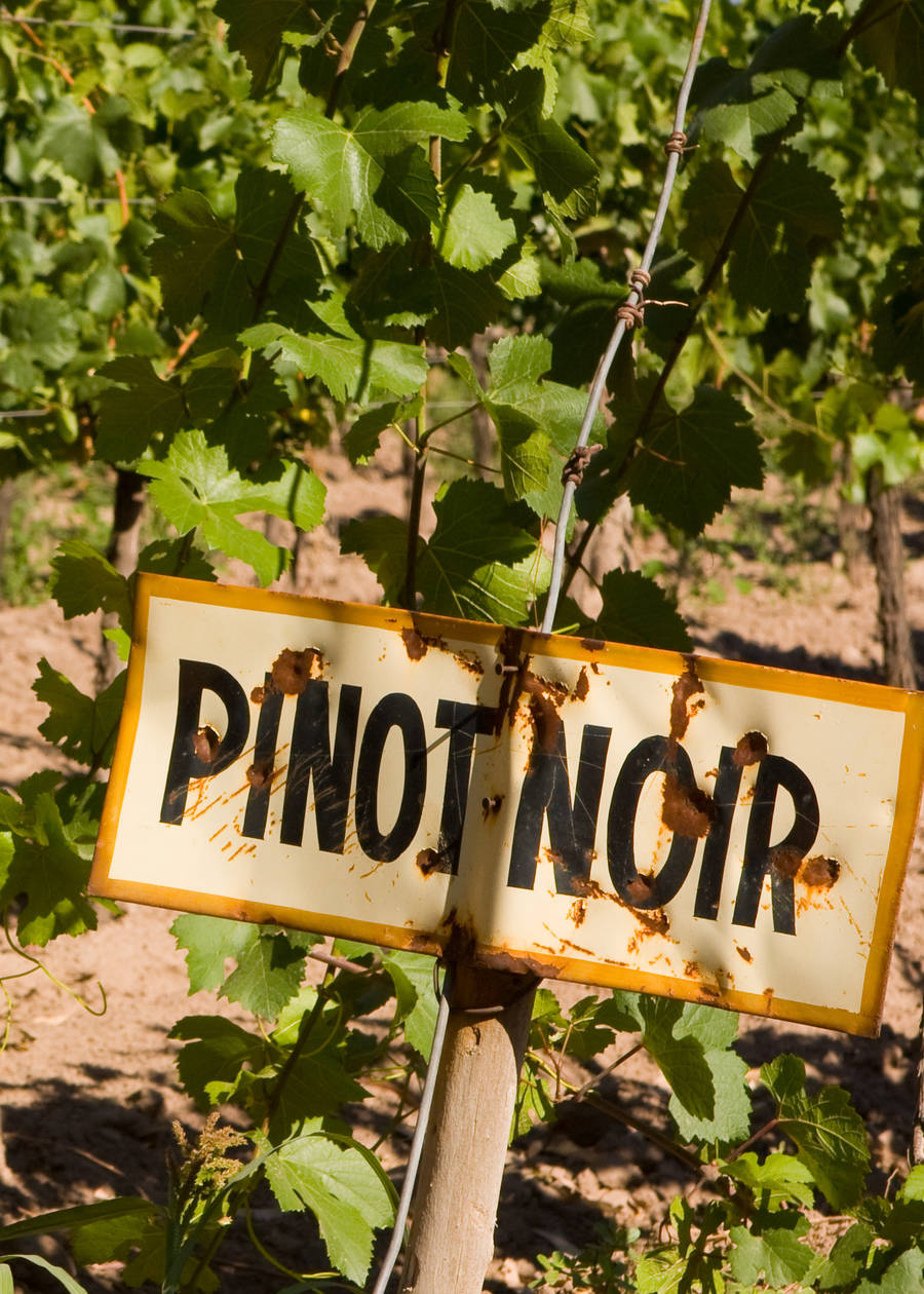 Wine of the Week -  Napa Cellars Pinot Noir 2017