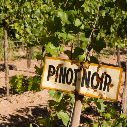 Wine of the Week - Napa Cellars Pinot Noir 2017