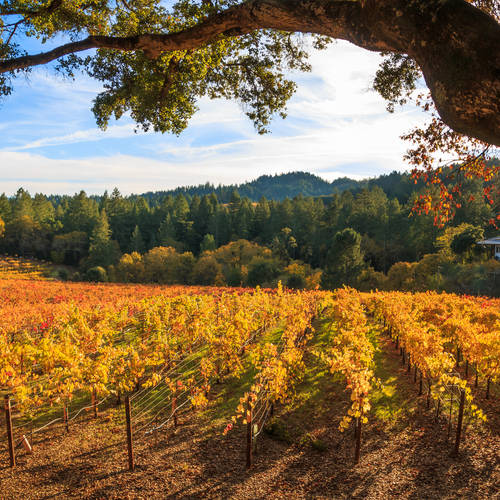 Wine of the Week - Whitehall Lane Rassi Cabernet Sauvignon