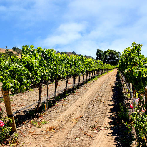 Wine of the Week - Kunin Pape Star Rouge