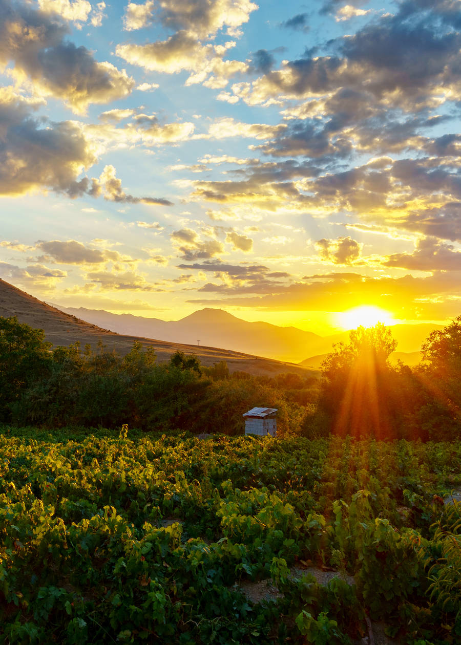 Wine of the Week -  Rodney Strong California Chardonnay