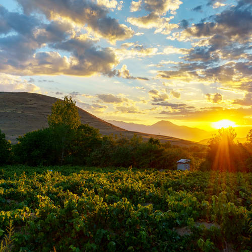 Wine of the Week - Rodney Strong California Chardonnay