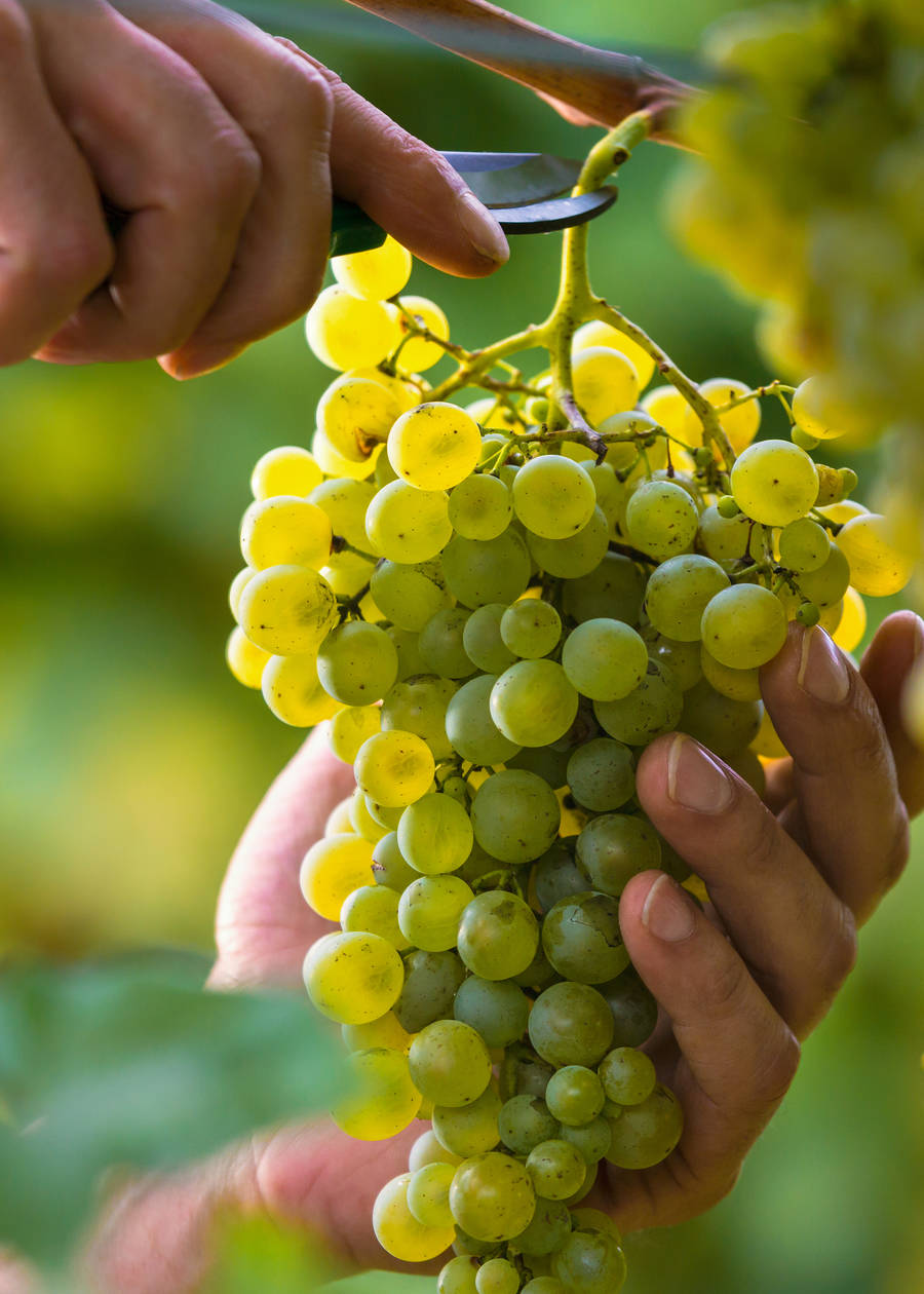 Wine of the Week: Cristom Eola-Amity Hills Chardonnay