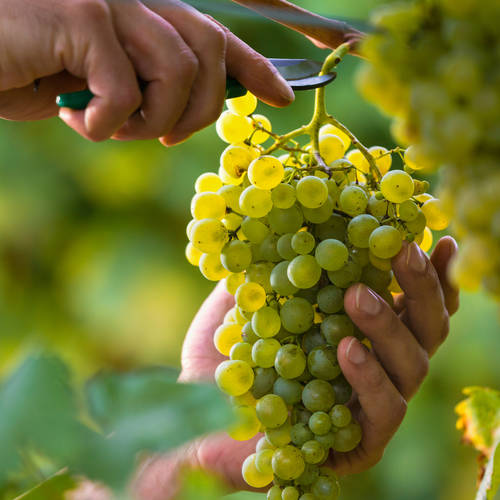 Wine of the Week: Cristom Eola-Amity Hills Chardonnay